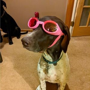 Dog goggles